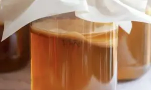 Gdzie kupić grzybek kombucha? Sprawdź najlepsze miejsca i ceny
