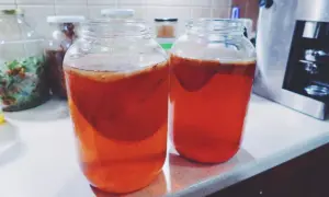Kiedy kombucha jest zepsuta? Poznaj objawy i uniknij problemów