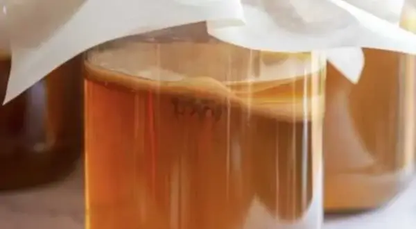 Gdzie kupić grzybek kombucha? Sprawdź najlepsze miejsca i ceny